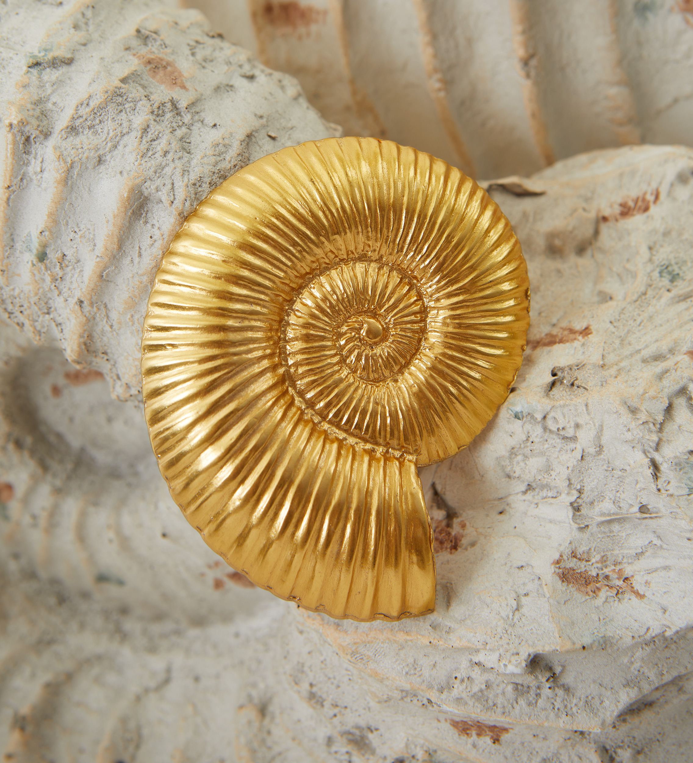 Broche solidaire ammonite