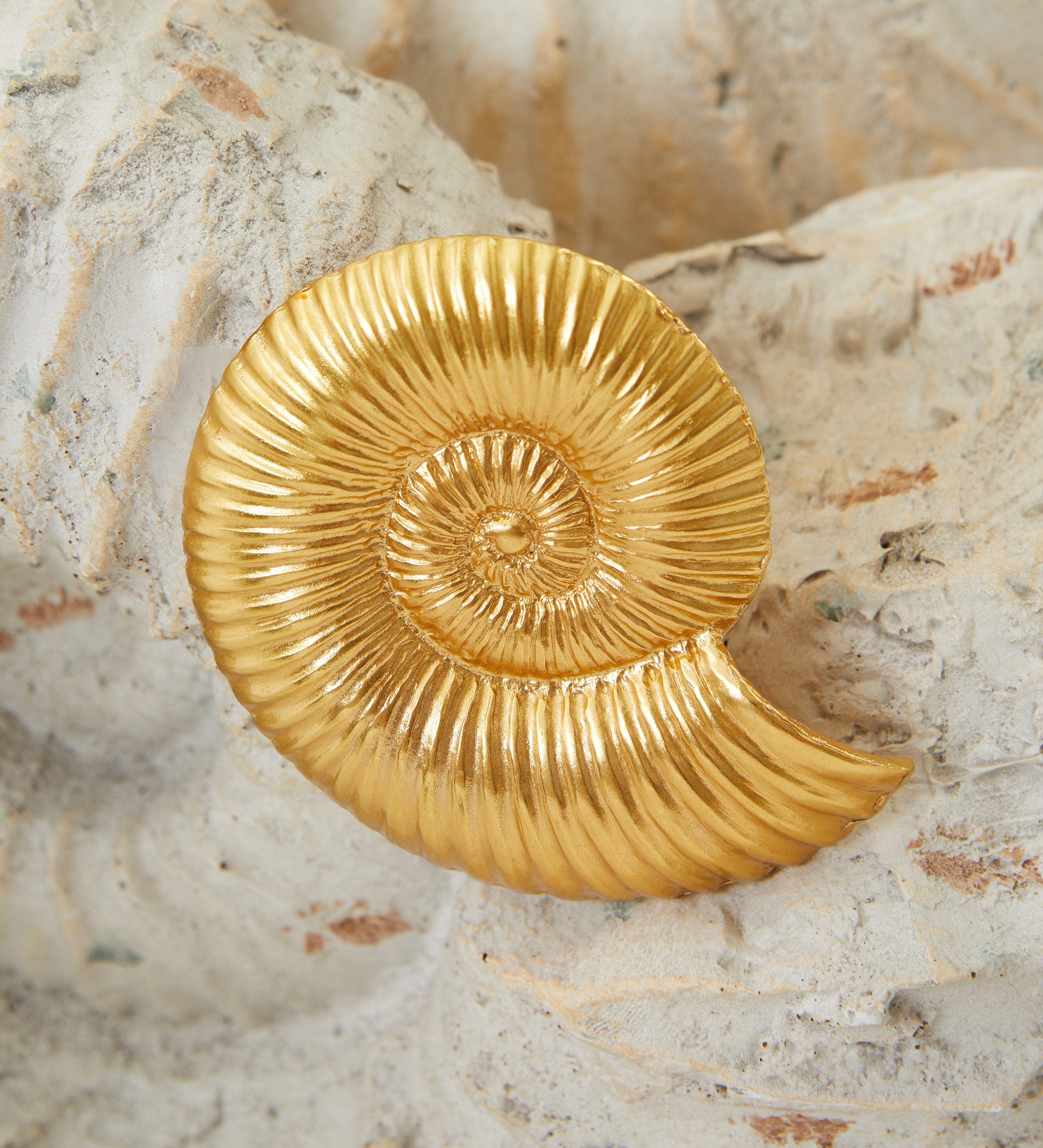 Broche solidaire ammonite